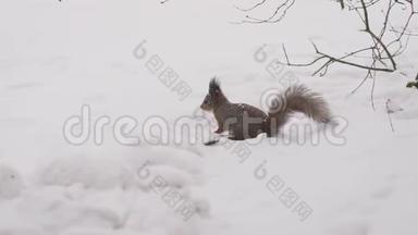 跑松鼠。 冬天，一只灵活的松鼠在<strong>雪地里奔跑</strong>。